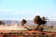 De woestijnbomen van Jan Katuin thumbnail