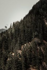 Trees against the rock by Tom Paquay