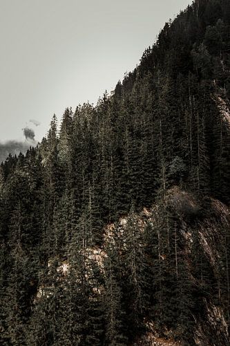 Bäume gegen den Fels