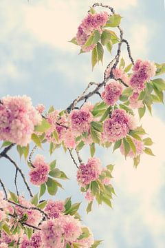 Blossom by tim eshuis