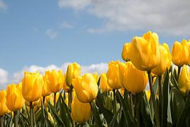 yellow tulips with a beautiful blue sky and clouds by W J Kok
