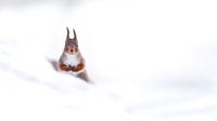 Lonely Squirrel