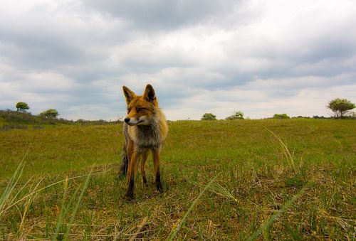 Vos midden in het landschap