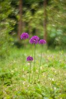 bosui in betoverd bos