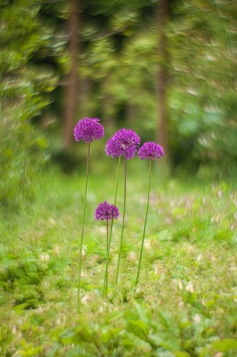 bosui in betoverd bos