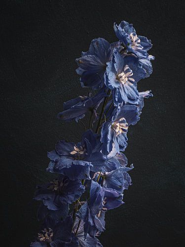 Stilleben Rittersporn Blauer Vogel