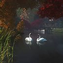 Dierenrijk – Zwanen in een rivier in de buurt van huis van Jan Keteleer thumbnail
