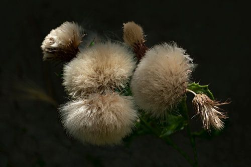 Natures Pompons 1. Natuur close-ups. Distels.