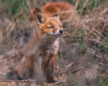 Jonge vos kijkt door de struiken voor zich uit. van Jolanda Aalbers