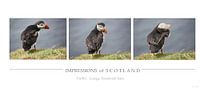 [impressions of scotland] - puffin trilogie by Meleah Fotografie thumbnail