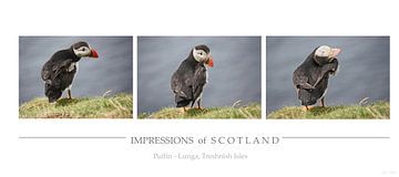 [indrukken van Schotland] - puffin trilogie van Meleah Fotografie
