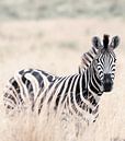 Zebra von Hennie Zeij Miniaturansicht