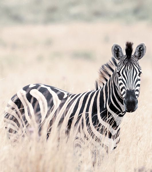 Zebra von Hennie Zeij