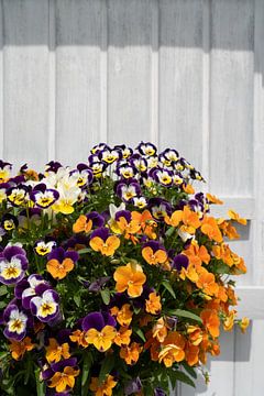 Kleurrijke viooltjes van het tuinhuis van Heidemuellerin