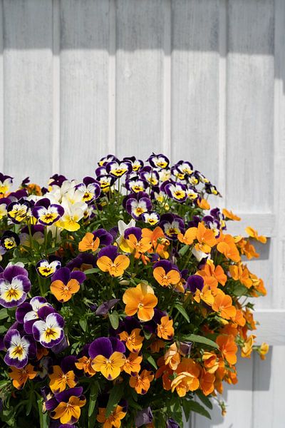 Colourful pansies of the summerhouse by Adriana Müller