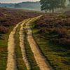 Un vieux chemin de terre sur la Posbank sur Anges van der Logt