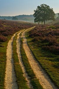 Un vieux chemin de terre sur la Posbank