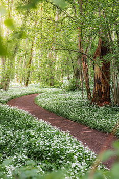 Le sentier de la forêt enchantée