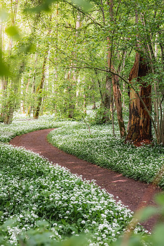 Le sentier de la forêt enchantée