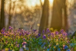 Blaue Waldhyazinthen in der Morgensonne