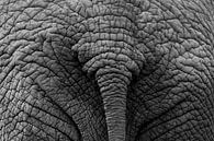 Elefantenhintern von Max ter Burg Fotografie Miniaturansicht