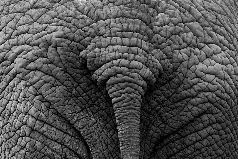 Elefantenhintern von Max ter Burg Fotografie