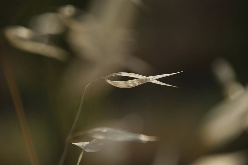 Folle avoine en fleurs au coucher du soleil par Jurjen Jan Snikkenburg