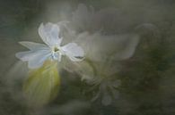 Evening cuckoo flower in white with soft tinted background - fine art photo painting by Marianne van der Zee thumbnail
