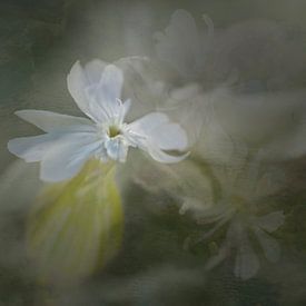 Fleur de coucou du soir en blanc sur fond de teintes douces - photo peinture fine art sur Marianne van der Zee