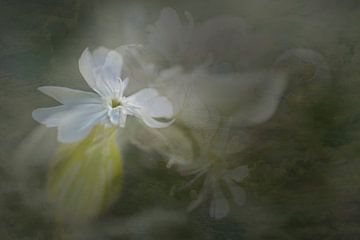 Fleur de coucou du soir en blanc sur fond de teintes douces - photo peinture fine art sur Marianne van der Zee
