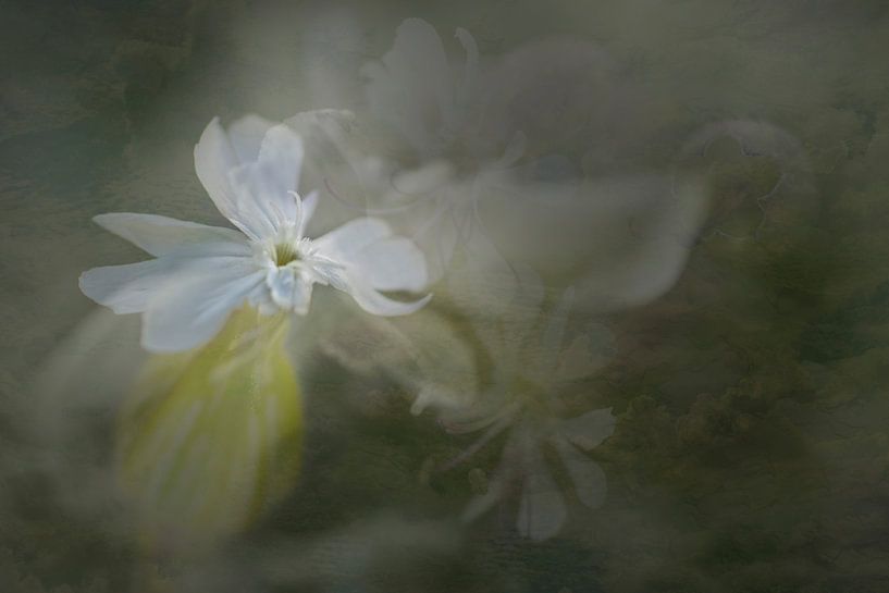 Avondkoekoeksbloem collage in wit met zachte achtergrond - foto schild van Marianne van der Zee