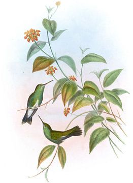 Linnæus’ Emerald, John Gould by Hummingbirds