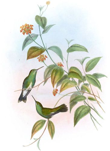 Linnæus 'Emerald, John Gould