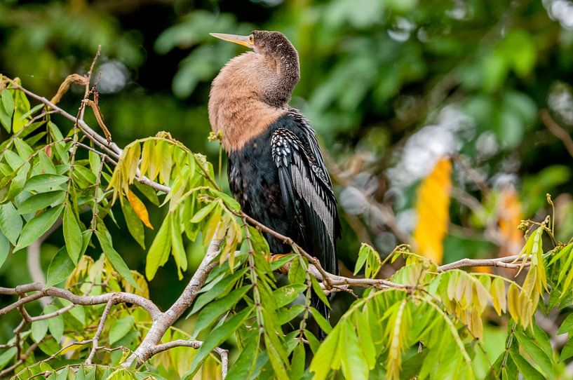 Anhinga anhinga von Maarten Verhees