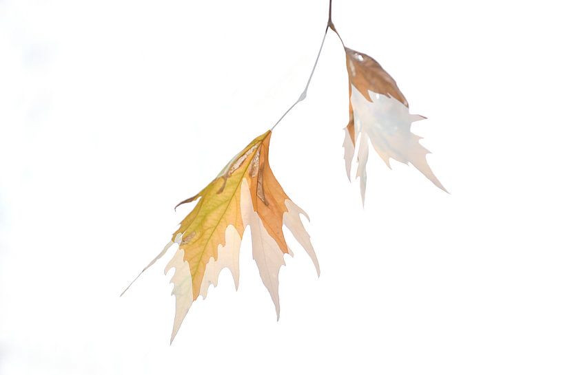 Leafart by Loulou Beavers