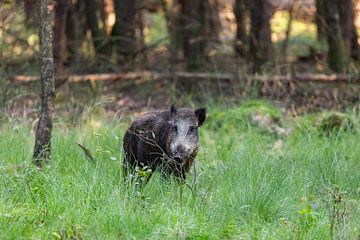 Wild zwijn in het bos