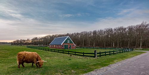 Hooglander met rovershut texel