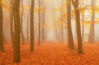 Pad door een mistig beukenbos landschap tijdens de herfst van Sjoerd van der Wal Fotografie thumbnail