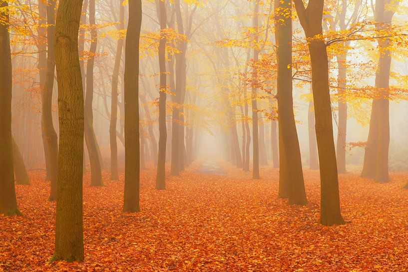 Pad door een mistig beukenbos landschap tijdens de herfst van Sjoerd van der Wal Fotografie