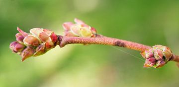 Blueberry Branch With Blossom Bud by Iris Holzer Richardson