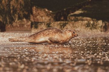 Phoque commun se reposant sur la plage de Scheveningen sur Anne Zwagers