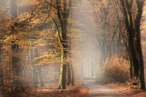 Speulderbos sur Ingrid Van Damme fotografie