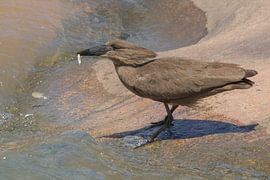 Hamerkop with fish by Marijke Arends-Meiring