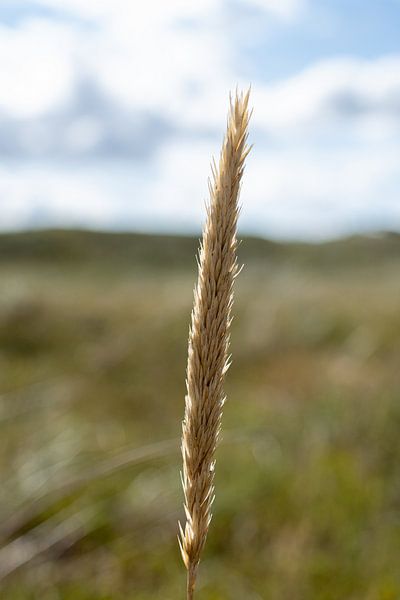 Graspluim - kleur van fotomeisjeuitbrabant