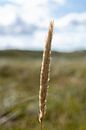 Graspluim - kleur van fotomeisjeuitbrabant thumbnail