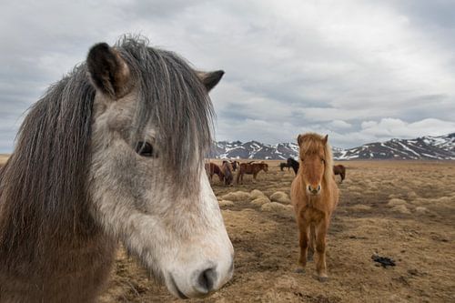 Ijslandse paarden