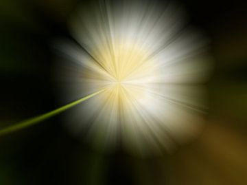 Moderne Blume Kosmos Weiß von Maneschijn FOTO