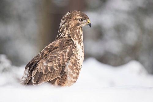 Buizerd in de sneeuw