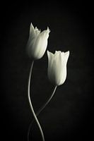 Tanzende weiße Tulpen