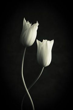 Dansende witte tulpen van Clazien Boot
